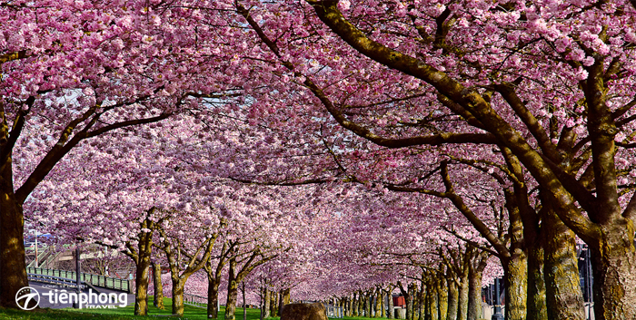 Tour du lịch Nhật Bản tràn ngập sắc hoa anh đào